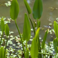 Pickerel Weed